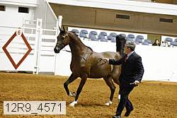 12r9_4571 thumbnail