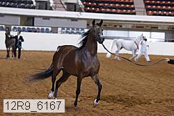 12r9_6167 thumbnail