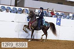 12r9_6393 thumbnail