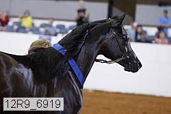 12r9_6919 thumbnail