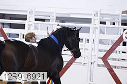 12r9_6921 thumbnail