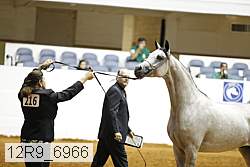 12r9_6966 thumbnail