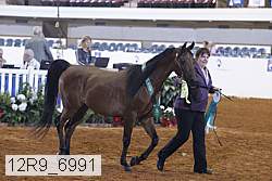 12r9_6991 thumbnail