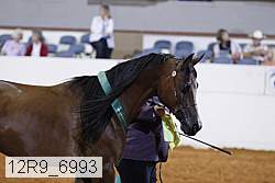 12r9_6993 thumbnail