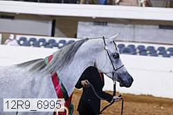 12r9_6995 thumbnail