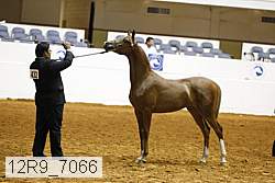 12r9_7066 thumbnail