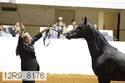 12r9_8176 thumbnail