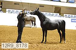 12r9_8178 thumbnail