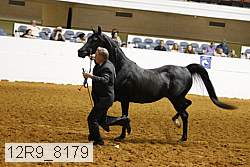 12r9_8179 thumbnail