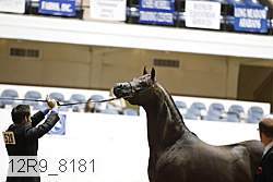 12r9_8181 thumbnail