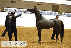 12r9_8183 thumbnail