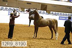 12r9_8190 thumbnail
