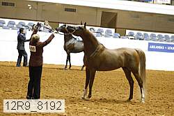 12r9_8192 thumbnail