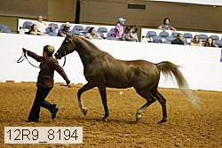 12r9_8194 thumbnail