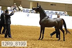 12r9_8199 thumbnail