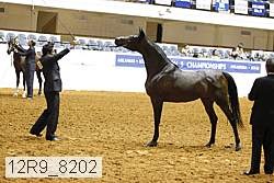 12r9_8202 thumbnail