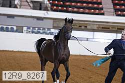 12r9_8267 thumbnail