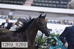 12r9_8269 thumbnail