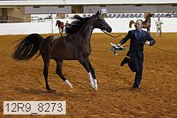 12r9_8273 thumbnail