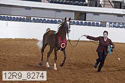 12r9_8274 thumbnail