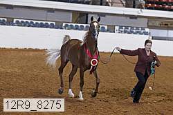 12r9_8275 thumbnail