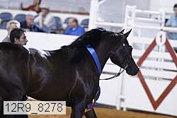 12r9_8278 thumbnail
