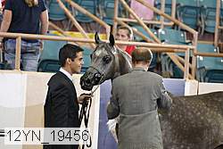 12yn_19456 thumbnail