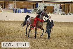 12yn_19510 thumbnail