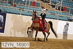 12yn_16901 thumbnail