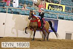 12yn_16903 thumbnail