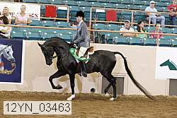 12yn_03463 thumbnail