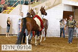 12yn_09104 thumbnail