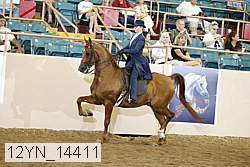 12yn_14411 thumbnail