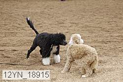 12yn_18915 thumbnail