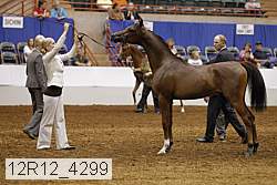 12r12_4299 thumbnail