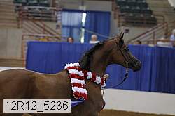 12r12_5236 thumbnail