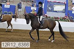 12r12_6366 thumbnail