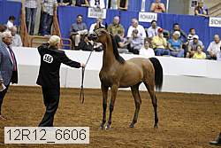 12r12_6606 thumbnail