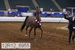 12r12_6955 thumbnail
