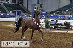 12r12_6956 thumbnail