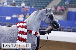 12r12_6961 thumbnail