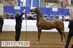 12r12_7826 thumbnail