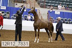12r12_7831 thumbnail