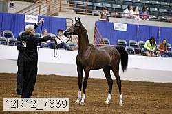12r12_7839 thumbnail