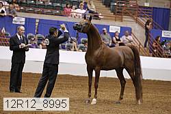 12r12_8995 thumbnail
