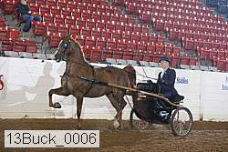 13buck_0006 thumbnail