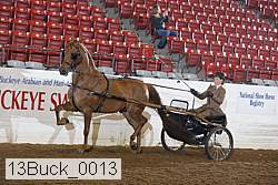 13buck_0013 thumbnail