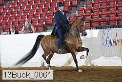13buck_0061 thumbnail