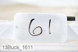 13buck_1611 thumbnail