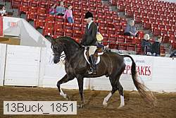 13buck_1851 thumbnail
